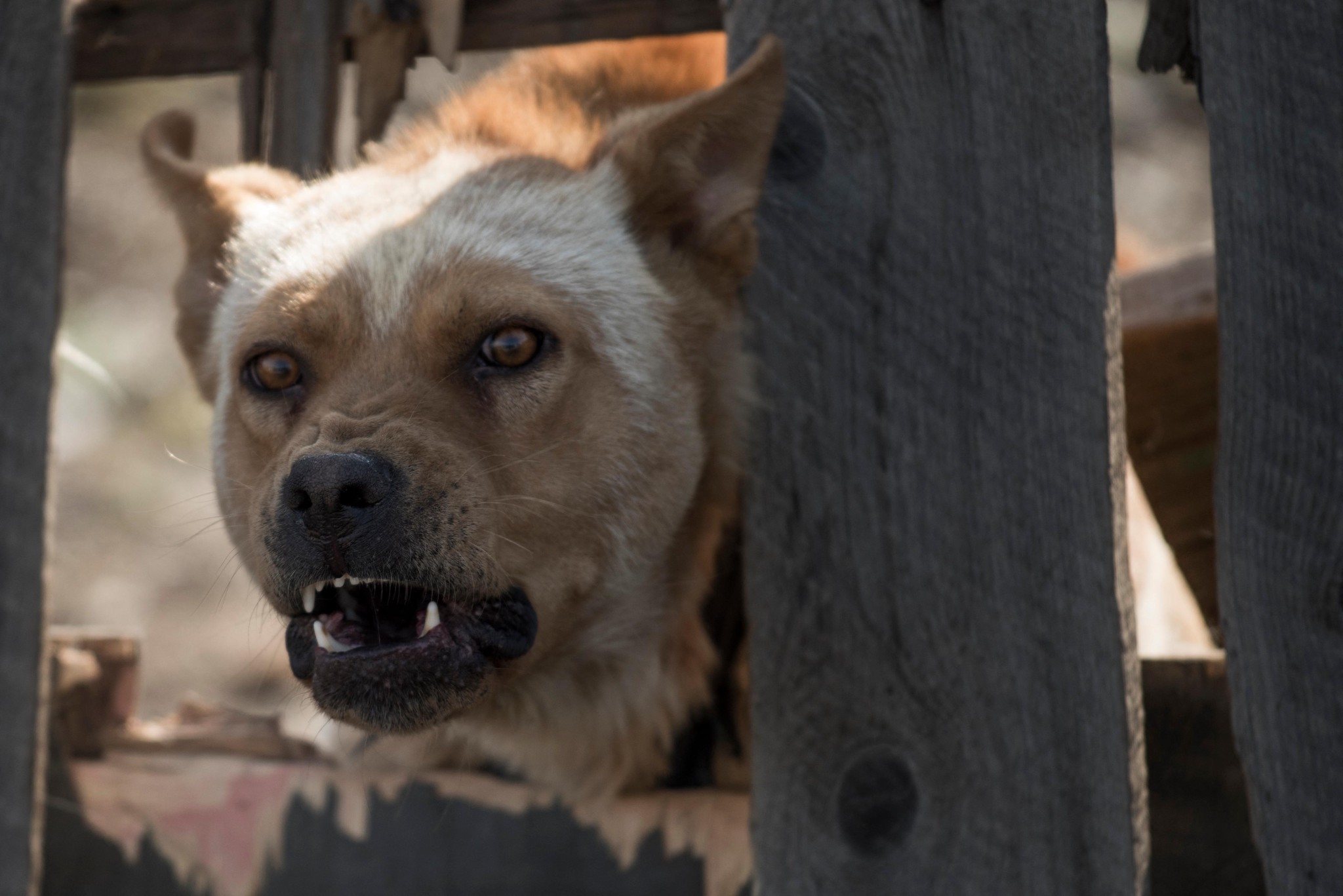 Werwolf Syndrom Hund: Ursachen, Symptome und Behandlung für betroffene Vierbeiner